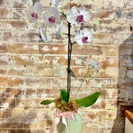 Load image into Gallery viewer, Phalaenopsis Orchid