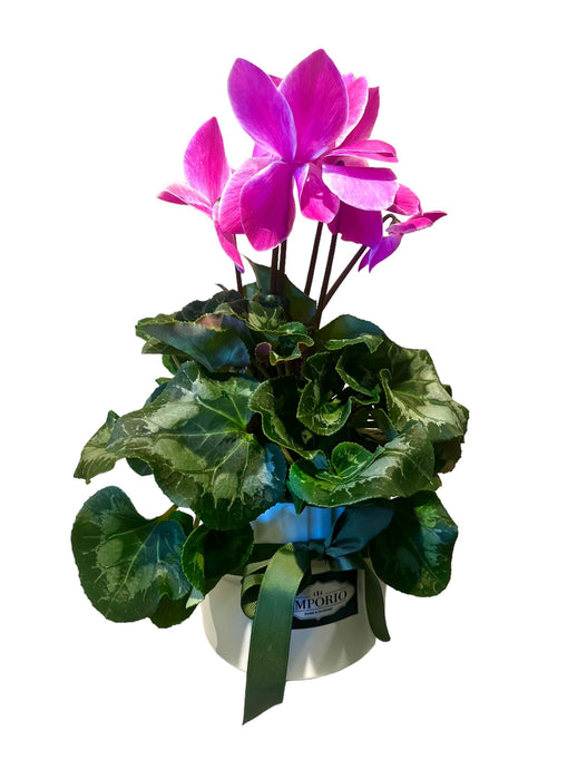 Flowering Cyclamen Plant | Cyclamen For Sale | Emporio Home & Flowers