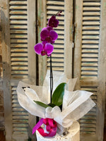 Load image into Gallery viewer, Phalaenopsis Orchid
