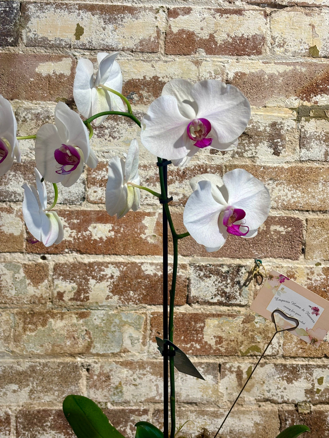 Phalaenopsis Orchid