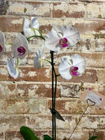Load image into Gallery viewer, Phalaenopsis Orchid
