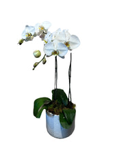 Load image into Gallery viewer, White Phalaenopsis Orchid | white Phalaenopsis Orchid | Emporio Home &amp; Flowers
