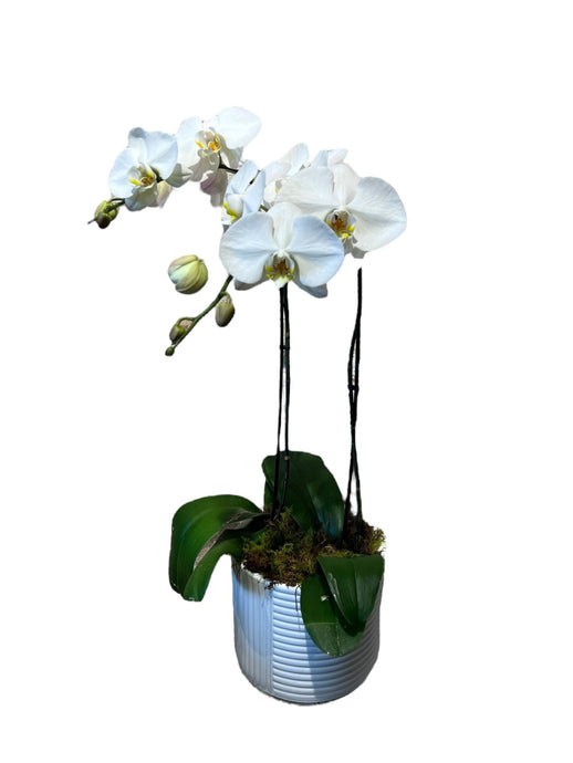 White Phalaenopsis Orchid | white Phalaenopsis Orchid | Emporio Home & Flowers